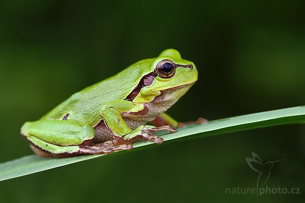 Rosnička zelená (Hyla arborea), Rosnička zelená (Hyla arborea), European tree frog, Autor: Ondřej Prosický | NaturePhoto.cz, Model: Canon EOS-1D Mark III, Objektiv: Canon EF 100mm f/2.8 Macro USM, Ohnisková vzdálenost (EQ35mm): 130 mm, stativ Gitzo 3540 LS + RRS BH55, Clona: 8.0, Doba expozice: 1/20 s, ISO: 400, Kompenzace expozice: -1/3, Blesk: Ano, Vytvořeno: 24. května 2008 12:46:20, Polanka nad Odrou (Česko)